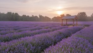 Lavender Perfume Workshop