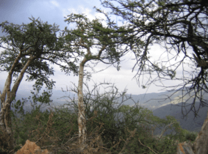 Boswellia carteri tree