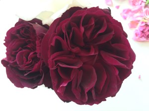 Adding a little rose oil to my face cream & cherishing myself as I apply it.