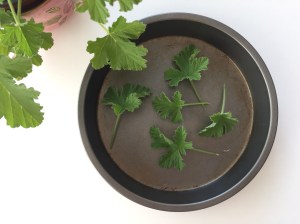 scented leaf pelargonium